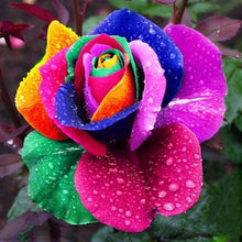 Load image into Gallery viewer, Rose Flower