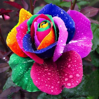 Rose Flower
