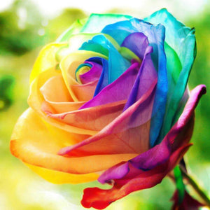 Rose Flower